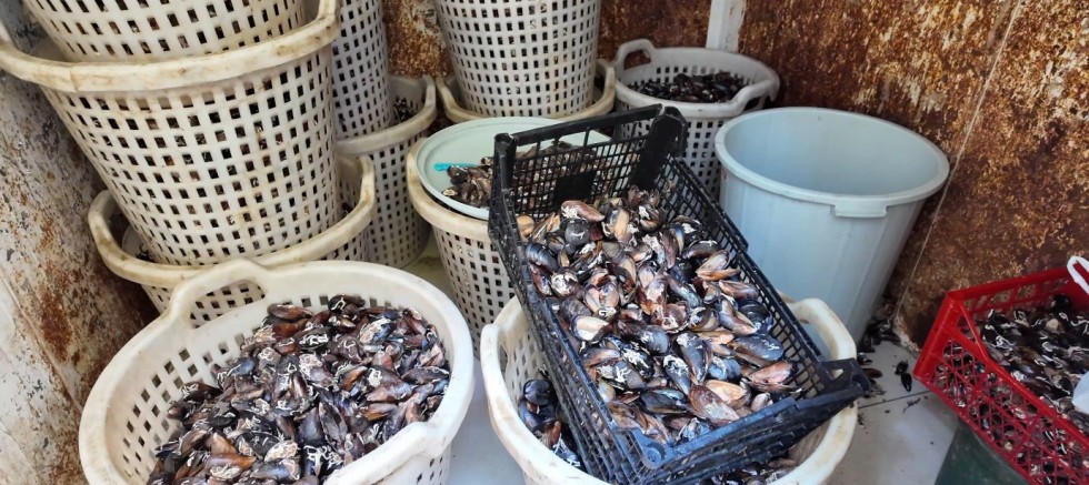 200 Kilo Bozulmuş Midye Dolması 