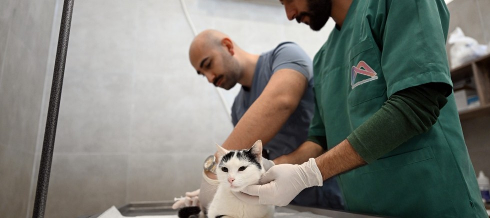 KEDİ KISIRLAŞTIRMA MERKEZİ