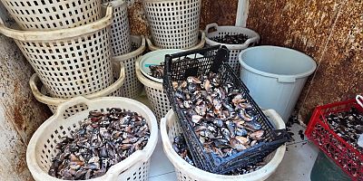 200 Kilo Bozulmuş Midye Dolması 
