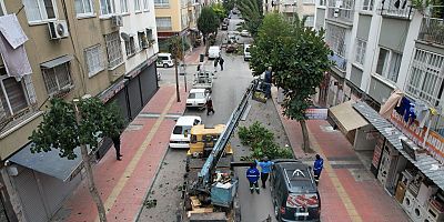 AKDENİZ’DE AĞAÇLARA KIŞ BAKIMI