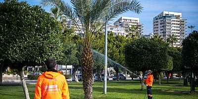 BÜYÜKŞEHİR, KENTİN SİMGESİ OLAN PALMİYELERİ ZARARLILARDAN KORUYOR