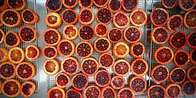 COĞRAFİ İŞARETLİ KAN PORTAKALI