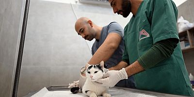 KEDİ KISIRLAŞTIRMA MERKEZİ