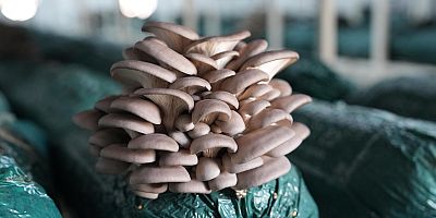  MANTAR YETİŞTİRİCİLİĞİ KURSU İLE HEM KAZANIYOR HEM DE KAZANDIRIYOR