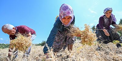 MERSİN BÜYÜKŞEHİR İLE ATALIK TOHUMLAR GELECEĞE TAŞINIYOR