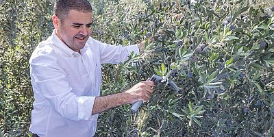 MEZİTLİ’DE HASAT EDİLEN ZEYTİNLER, KIZ ÇOCUKLARINA UMUT OLACAK