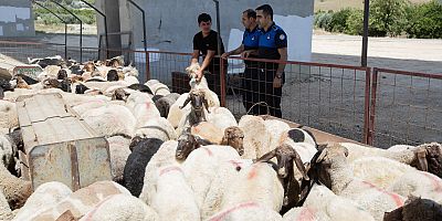 MEZİTLİ’DE KURBANLIK KESİM VE SATIŞ YERLERİ BELLİ OLDU
