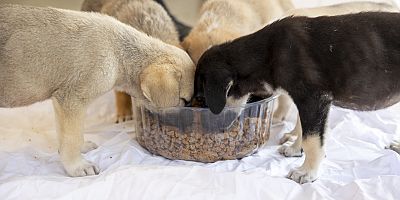 PATİLİ DOSTLARA MAMA ÜRETİM ÜNİTESİ