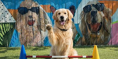 Sahipleri Tatile, Can Dostlar Otele