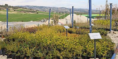 TOROSLAR BELEDİYESİ ÜRETİYOR, İLÇE YEŞİLLENİYOR