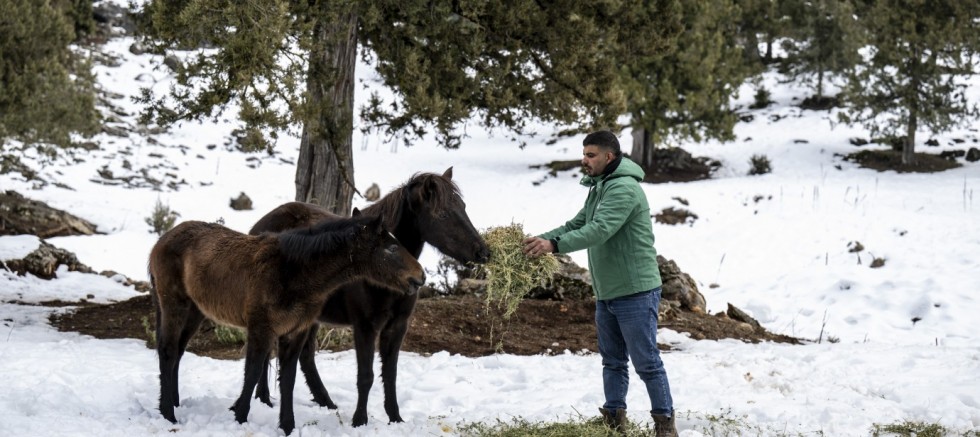 TOROSLAR’IN ETEKLERİNDEKİ CAN DOSTLAR 