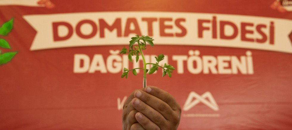ÜRETİCİLERE DOMATES FİDESİ DESTEĞİ